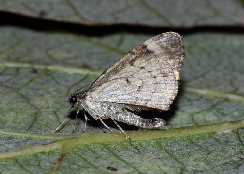 Geometridae Chloroclysta siterata ? - S!